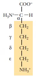 Designation of carbons Side-chain carbon atoms are designated with letters of the Greek alphabet, counting from the - carbon.