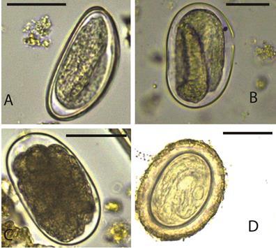 A total of 16 types of helminths eggs were identified by both sedimentation and floatation fecal parasitological methods (Table 4.11).