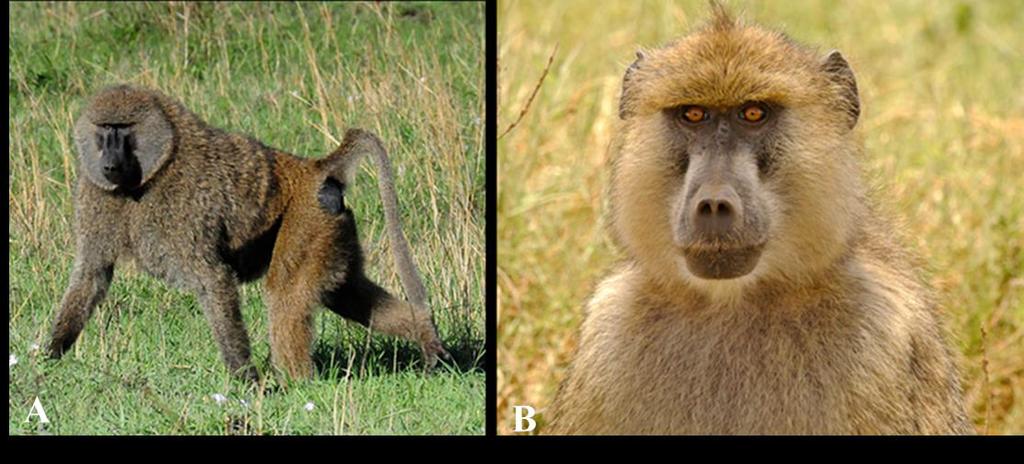 Figure 2.1 (A) Olive baboon and (B) Yellow baboon. Images courtesy of benneus.com and Paul mannix.