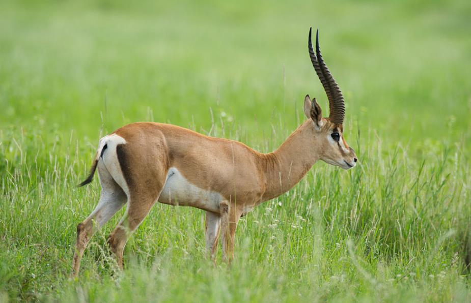 2.1.4 Grant s Gazelles Grant s gazelle is one of the many African antelope species in the genus Nanger and family Bovidae (Figure 2.4).