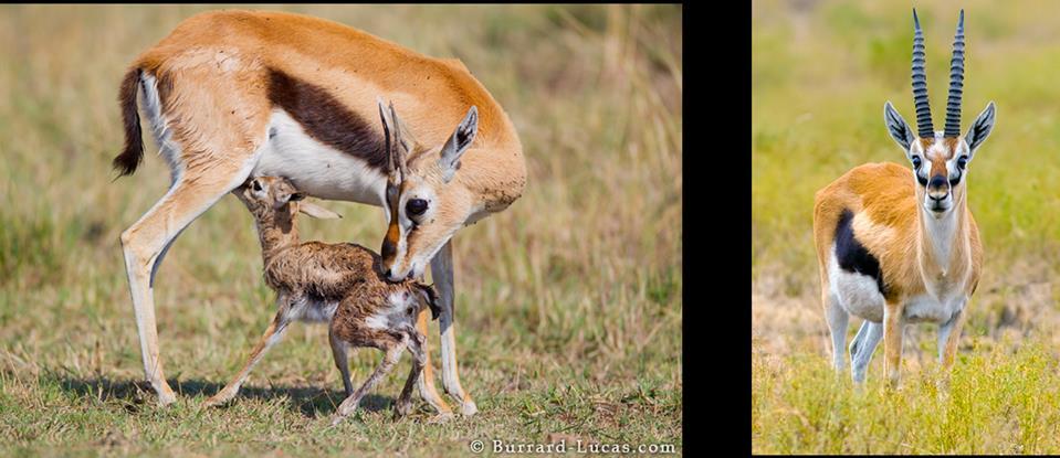 Figure 2.5: Female Thomson s gazelle with a newborn (left), male Thomson s gazelle (right). Image courtesy of Burrard Lucas.com. 2.1.