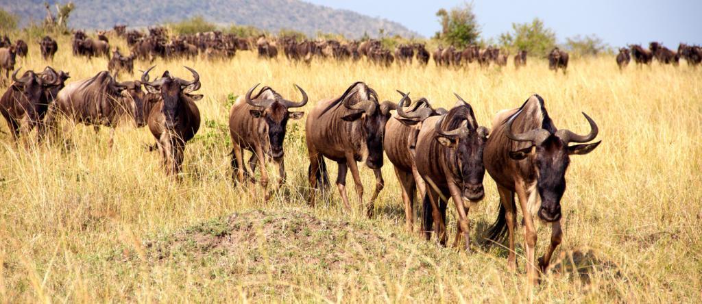 advanced ungulates. Wildebeest exhibit both sedentary and migratory behaviors; some populations have regular home ranges while others undergo annual long distance migration (Estes, 2014).