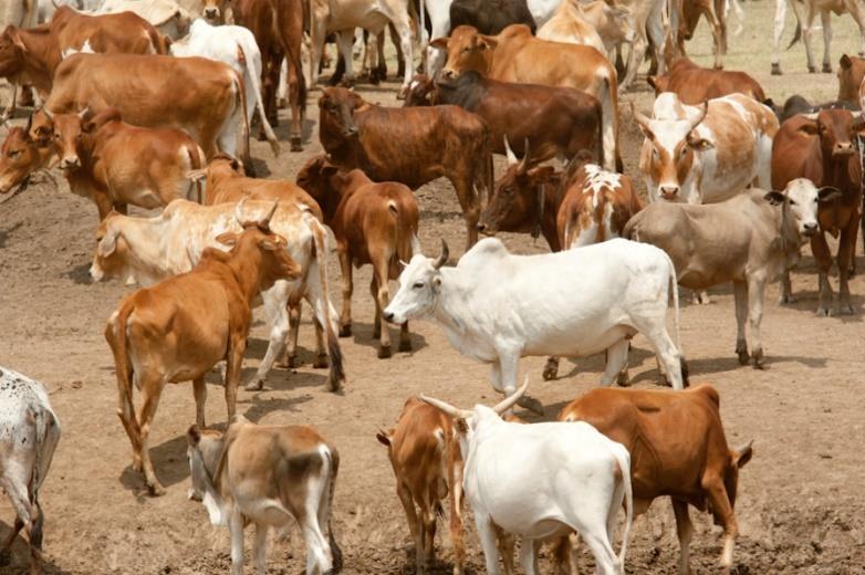 free-ranging to the more intensive systems of zero grazing. Free range system of cattle husbandry includes pastoralism, which is common among some communities in Africa.