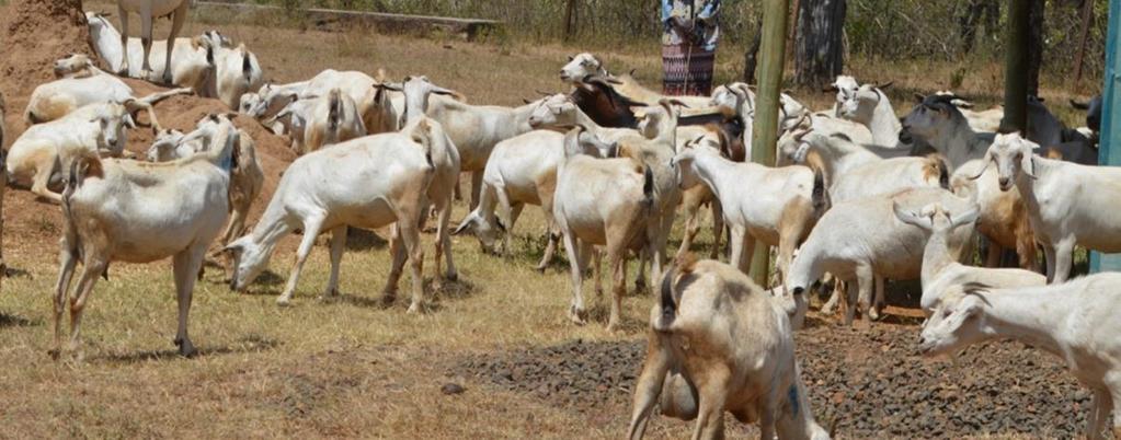 Amboseli region mainly keeps mixed breeds of goats (Figure 2.8) that includes the Galla and the small East African goat (Kategile and Mubi, 1992; Nkedianye et al., 2011). Figure 2.