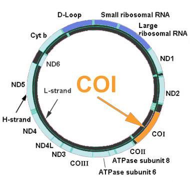 Figure 2.11: Graphical scheme of Mitochondrial DNA showing the position of 13 protein-coding genes, two ribosomal genes, a D-loop and other several genes.