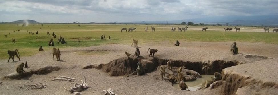 ecosystem, Kenya during lush times in the rainy season