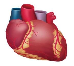 Organ Information Heart The body s hardest working muscle, the heart beats 70 times each minute as it pumps blood throughout the body.