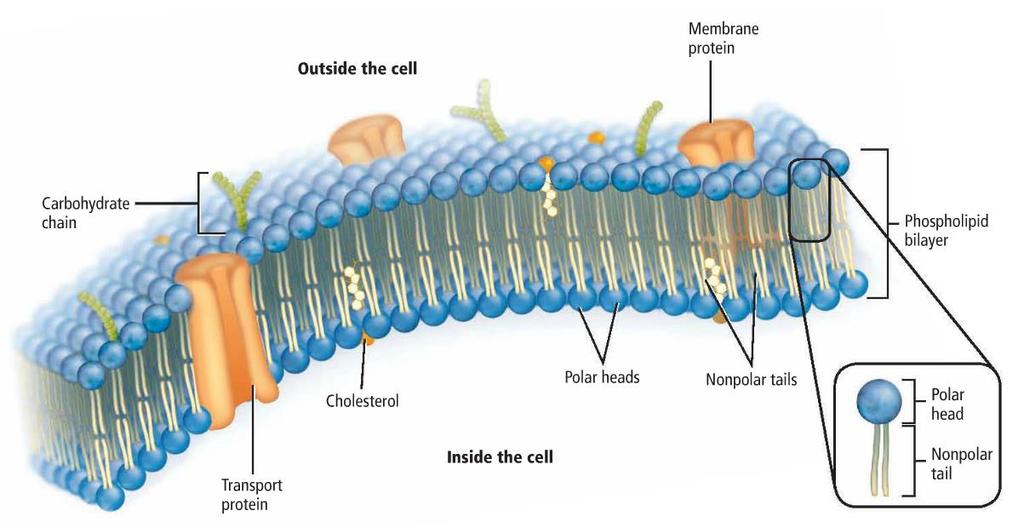 contain a nucleus and membrane-bound organelles (more organized,