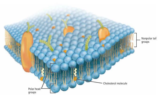 model of the plasma membrane is the.