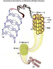 wrapped protein structures; spread throughout the nucleus can condense further