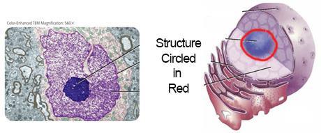 Card 19 - Organelle within the nucleus that produces ribosomes (which make