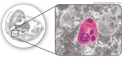 be very large in plant cells Card 26 - Vesicles that contain enzymes for