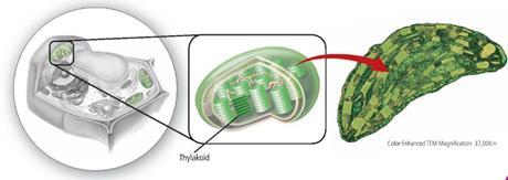 are red, orange or yellow) Card 30 - Organelles in plants that capture light energy and convert it