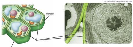 called thylakoids are where the pigment chlorophyll is found (green pigment used in photosynthesis)