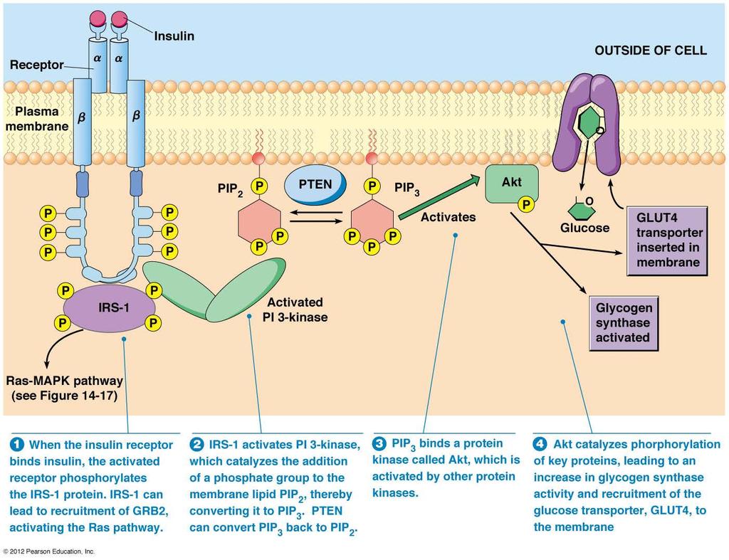 Receptor phosphorylation capacity diminished Akt prolonged activation feedback inhibition of PI3-k Tyrosine-P of IRS prevented by serine-p, which impairs IRS signaling Tyrosine phosphatases