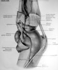 tubercle Biceps femoris tendon inserts on