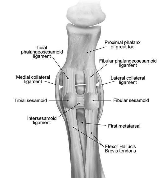 Anatomy Little bony stability, most soft tissue Static Constraints Collateral ligament and