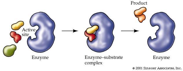 Enzymes are involved in nearly all metabolic processes: Example: Digesting Releasing