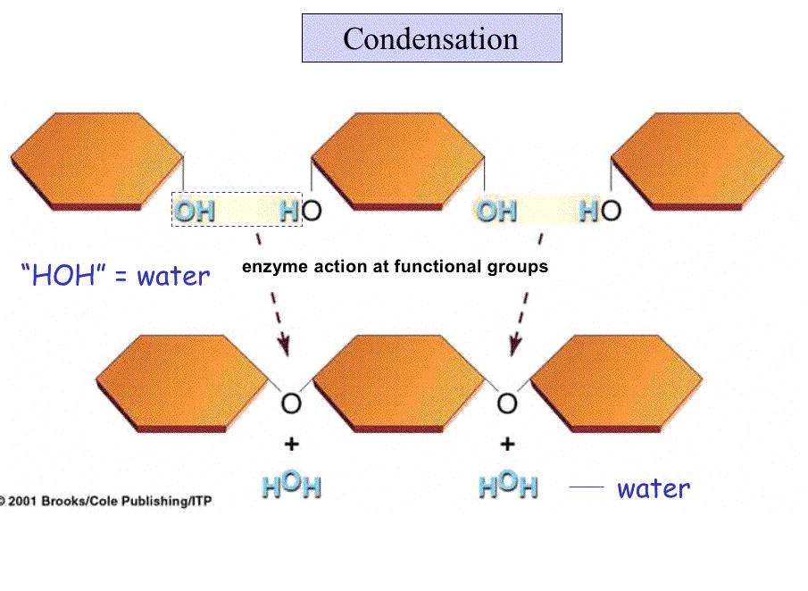 Synthesis of Polymers: Condensation Reactions Many polymers are built by reactions called.