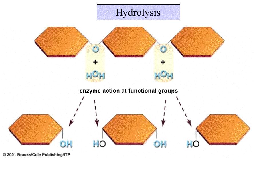 Breaking down Polymers: Hydrolysis Reactions When sugars, proteins or lipids are broken down into their subunits, the