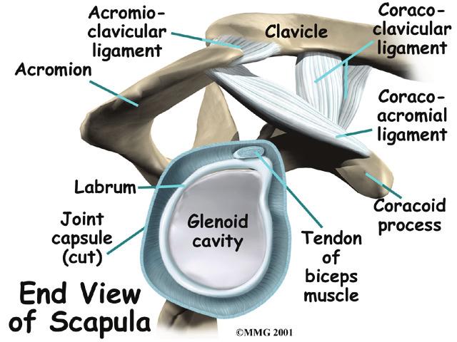 shoulder replacement what to expect after surgery The rotator cuff connects the humerus to the scapula.