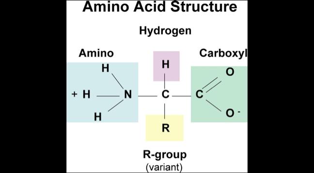 polar heads 5. Draw the structure of an amino acid below.