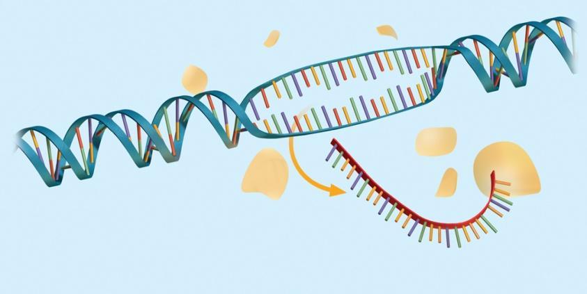 information DNA RNA builds