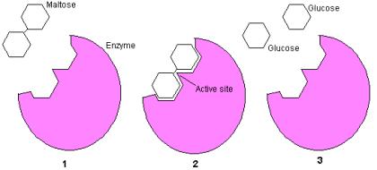 Structure of Enzymes Allows only certain reactants to