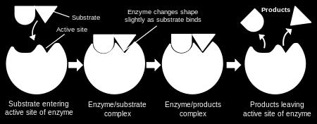 different enzymes Each is specific to one chemical
