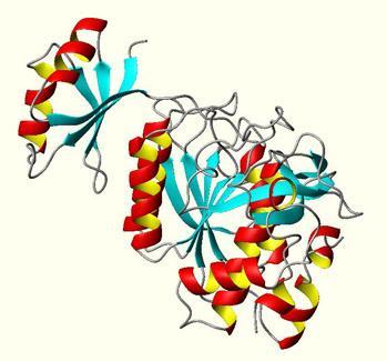 b.protein structure- The sequence or order of amino acids in a protein and hence protein function are determined by the genetic code and assembled by RNA.