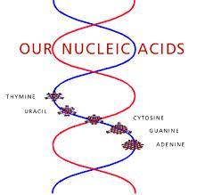 4. Nucleic acids: DNA and RNA Long polymer chains nucleotides, that perform important functions in the cell; two kinds of nucleic acids function in the cell are DNA