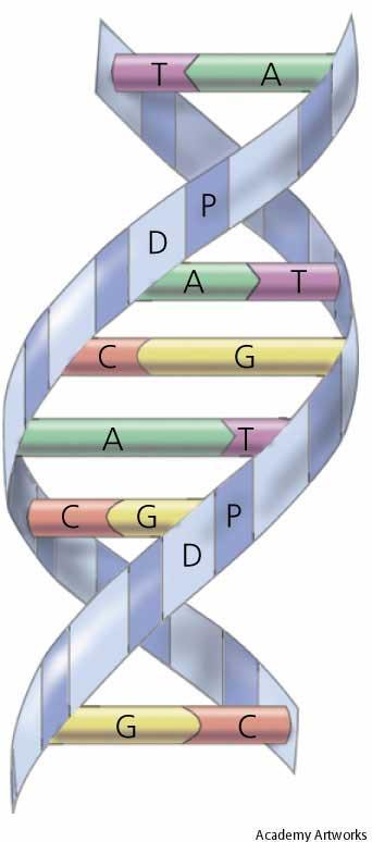 a. DNA Deoxyribonucleic acid The hereditary material inside the nucleus of cells that carries genetic information.