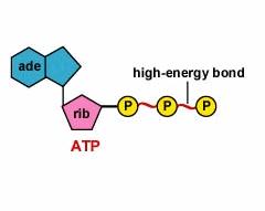 ATP Adenosine tri-phosphate.