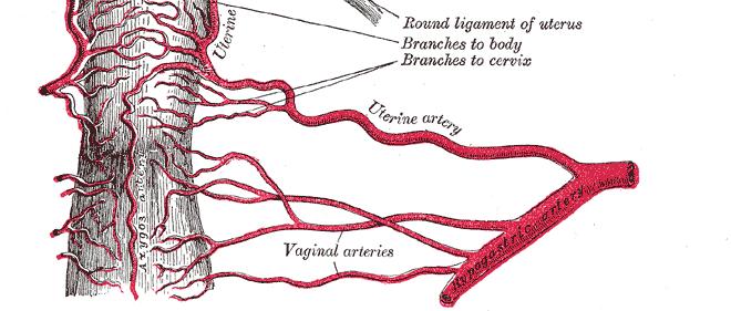 Blood Supply Arterial supply: The vaginal artery (from internal iliac artery) Additional branches from: Middle rectal artery (from internal iliac artery) Inferior rectal artery (from the internal