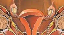 Anatomical Relations Theovary is bounded mediallyby the Fallopian tube, laterallyby the lateral pelvic wall.
