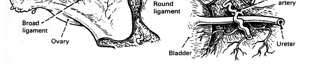 Broad ligament