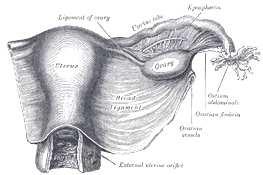 THE BROAD LIGAMENT The broad ligament is a double sheet of peritoneum that extends from the lateral wall of the uterus to the