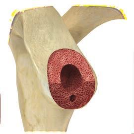 When bottomed out, the appropriate bone has been prepared to accept the augmented baseplate of