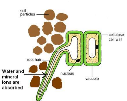 Stomata in leaves are open and closed by the guard cells to allow water and carbon dioxide to diffuse in and out of the leaf.