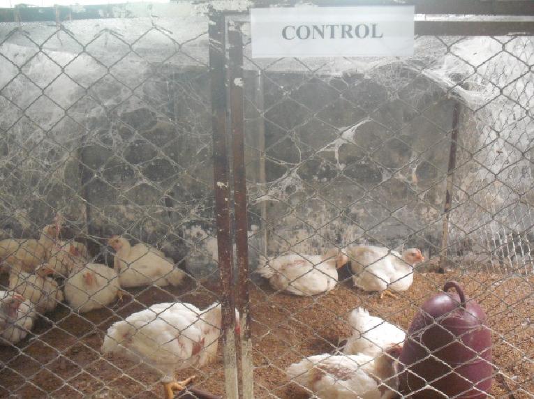 BROILER PRODUCTION BY USING POLYHERBAL
