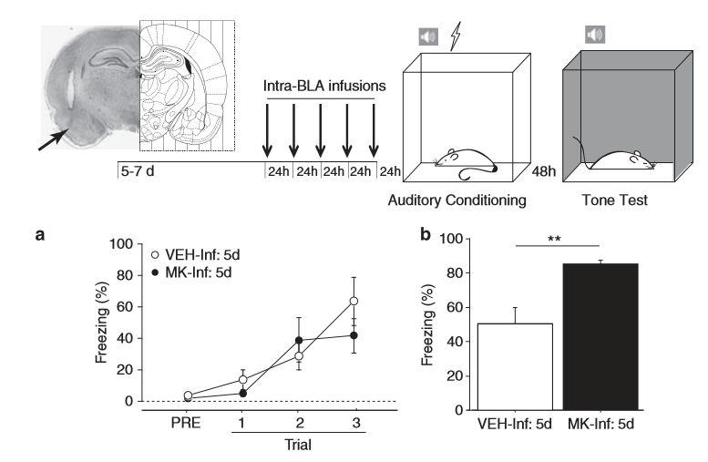 Purpose: determine GHSR activation in the BLA is sufficient to enhance fear memory Result: repeated activation of the GHSR directly in the BLA triggers a heightened response to the tone Conclusion: