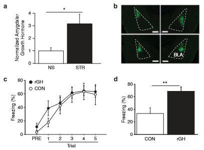 Background: GH interacts with ghrelin in the amygdala to enhance fear memory Purpose: Establish the role and importance of growth hormone in the ghrelin pathway that mediates fear GH: growth hormone