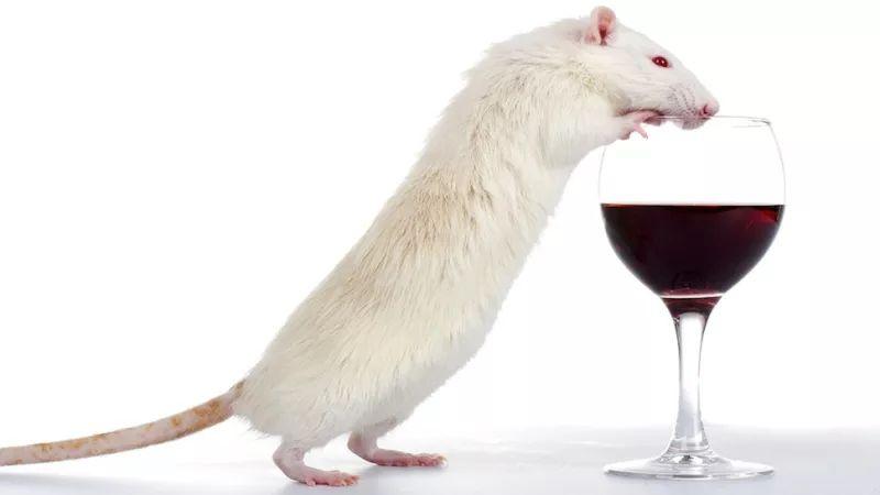 Ghrelin and Addiction: Alcohol In animals: Length of Exposure key to effects of Ghrelin on Alcohol Consumption 9-week alcohol treated mice had an increase in alcohol consumption after VTA, LTDg or