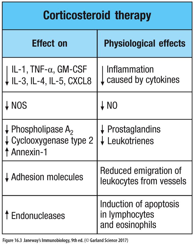 Immunosuppressive drugs: steroids Corticosteroids antiinflammatory drugs Prednisone (synthetic cortisol analog)