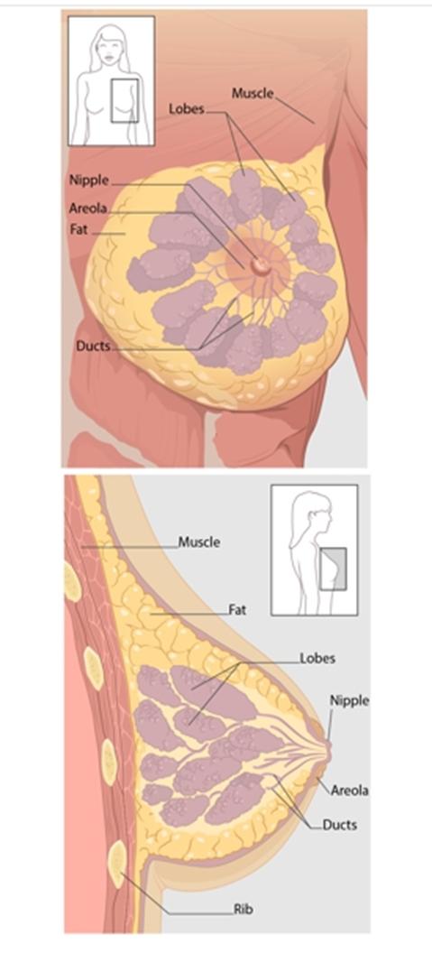 Breast Anatomy Lobules Glands that produce milk.