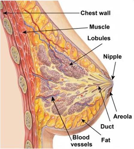 Administrative/Other Breast Anatomy Most tissue is adipose Lobules produce milk Ducts bring milk to surface though openings on nipple Breast Anatomy Lymph system removes fluids from tissues A B D E F