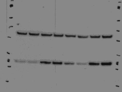 72hr 12 hr " Supplementary Figure 9. Full western blot of the cropped blot in Figure 2c.