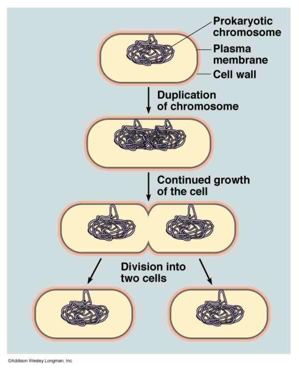 Binary Fission Process by which bacteria cells reproduce. 1. DNA attaches to cell membrane 2.