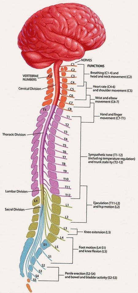 Spinal Cord Then finally the spinal cord, which links your brain to the