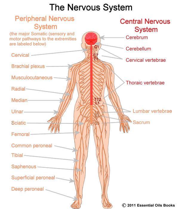 Peripheral Nervous System Impulses travel from the peripheral NS, to the spinal chord, and then the brain.